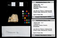 Foto (Objekt + Etikett) von ? Octoeurax sp.  (NHMW-GEO-1990-0041-3686)